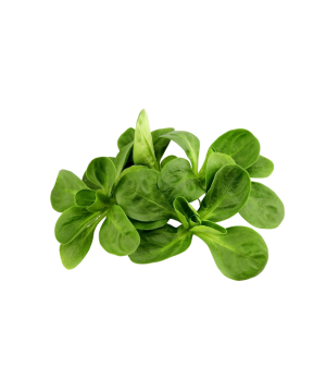 Valerijana 300G Matovilac